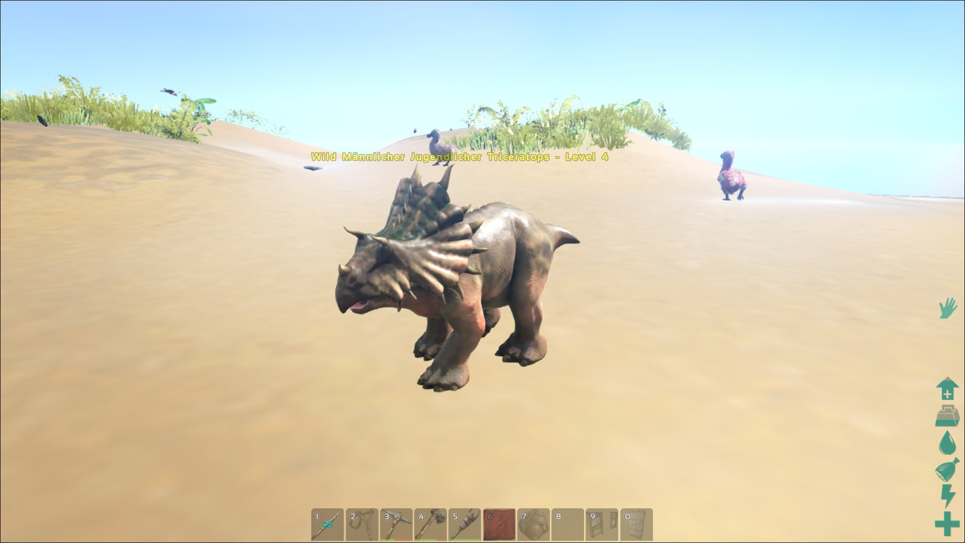 Triceratops Baby