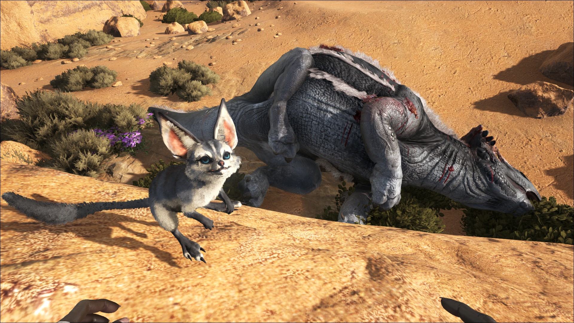 Erster Tame (mal abgesehen vom Wüstenfuchs)