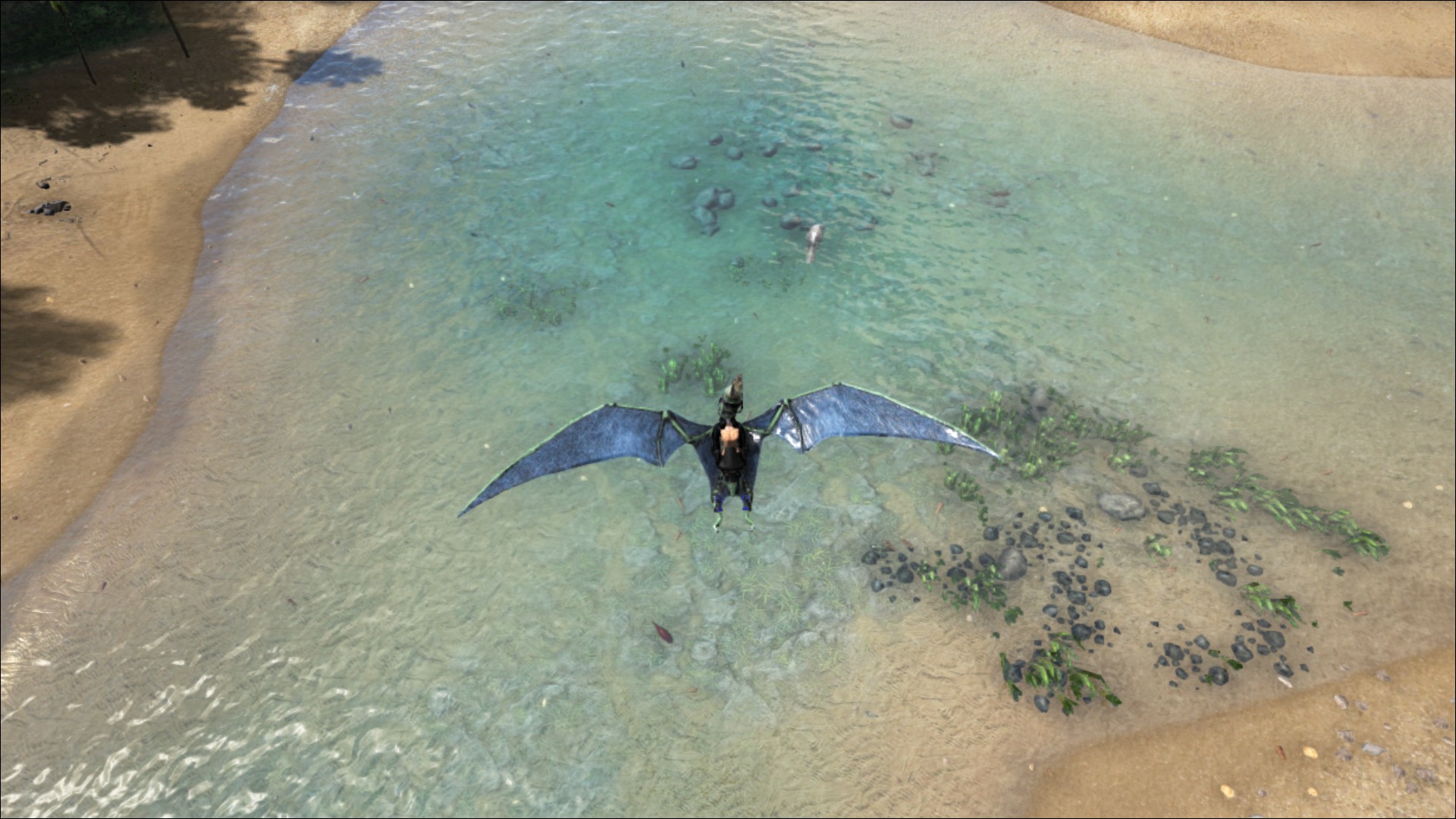 Breed Blue Wing Ptera :)