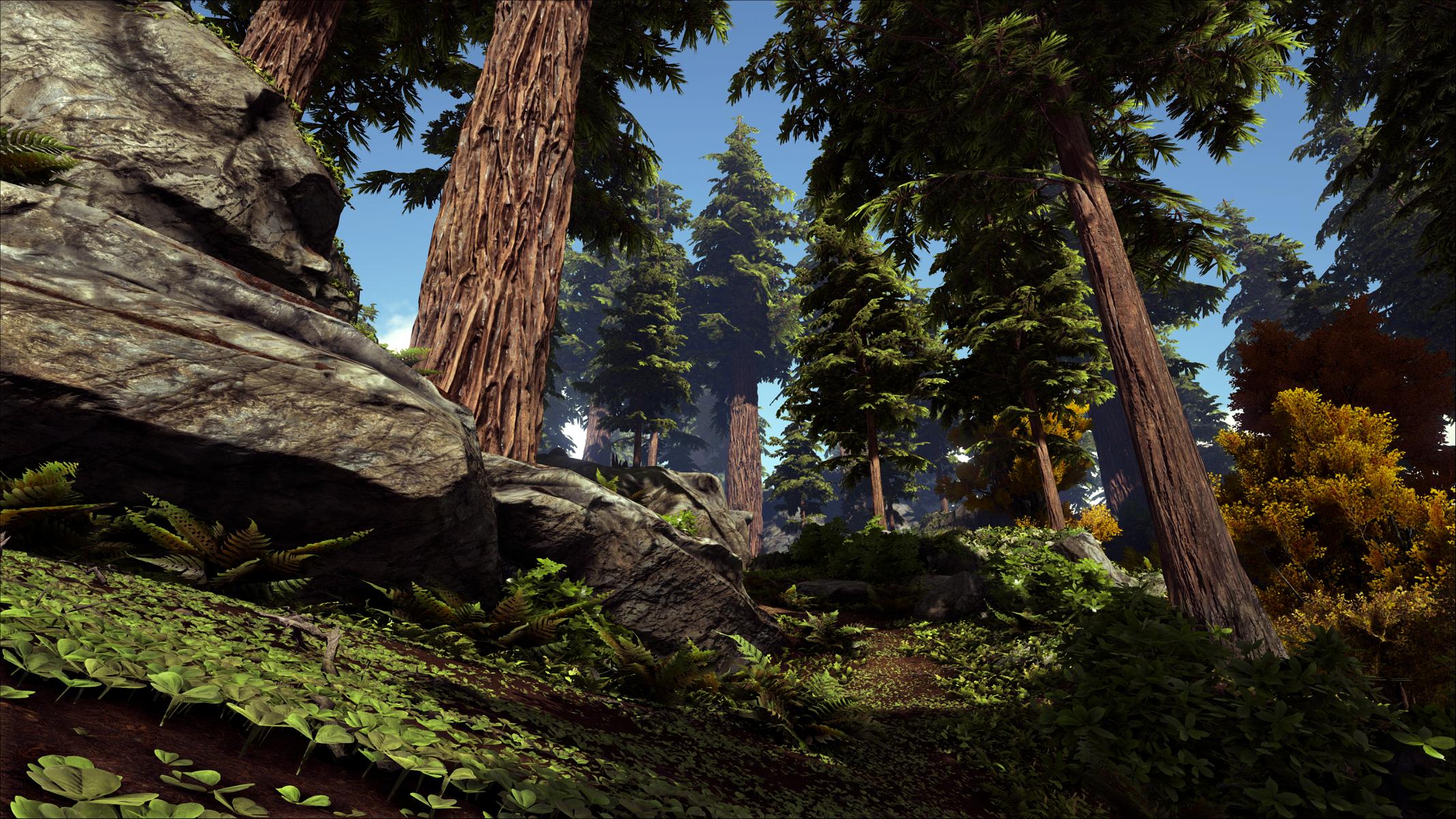 Redwood