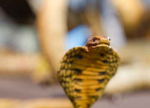 Ausgestopfte Schlange im Naturkundemuseum St. Gallen