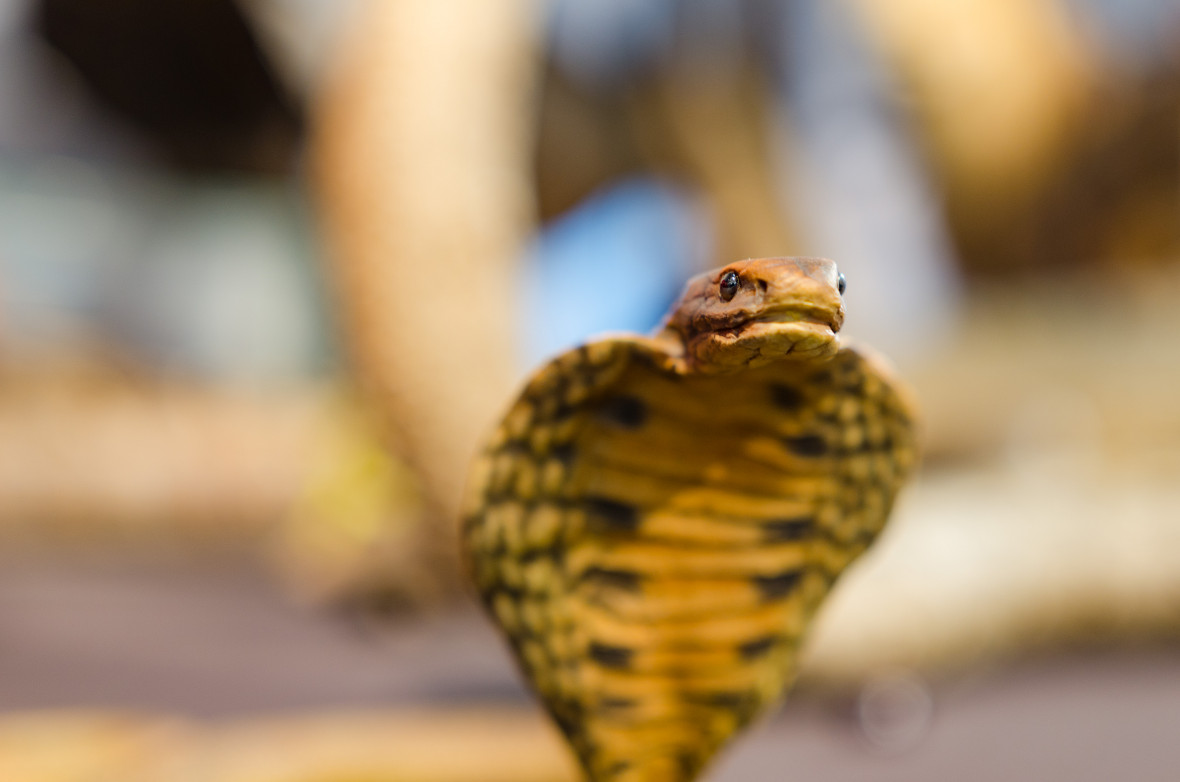Ausgestopfte Schlange im Naturkundemuseum St. Gallen