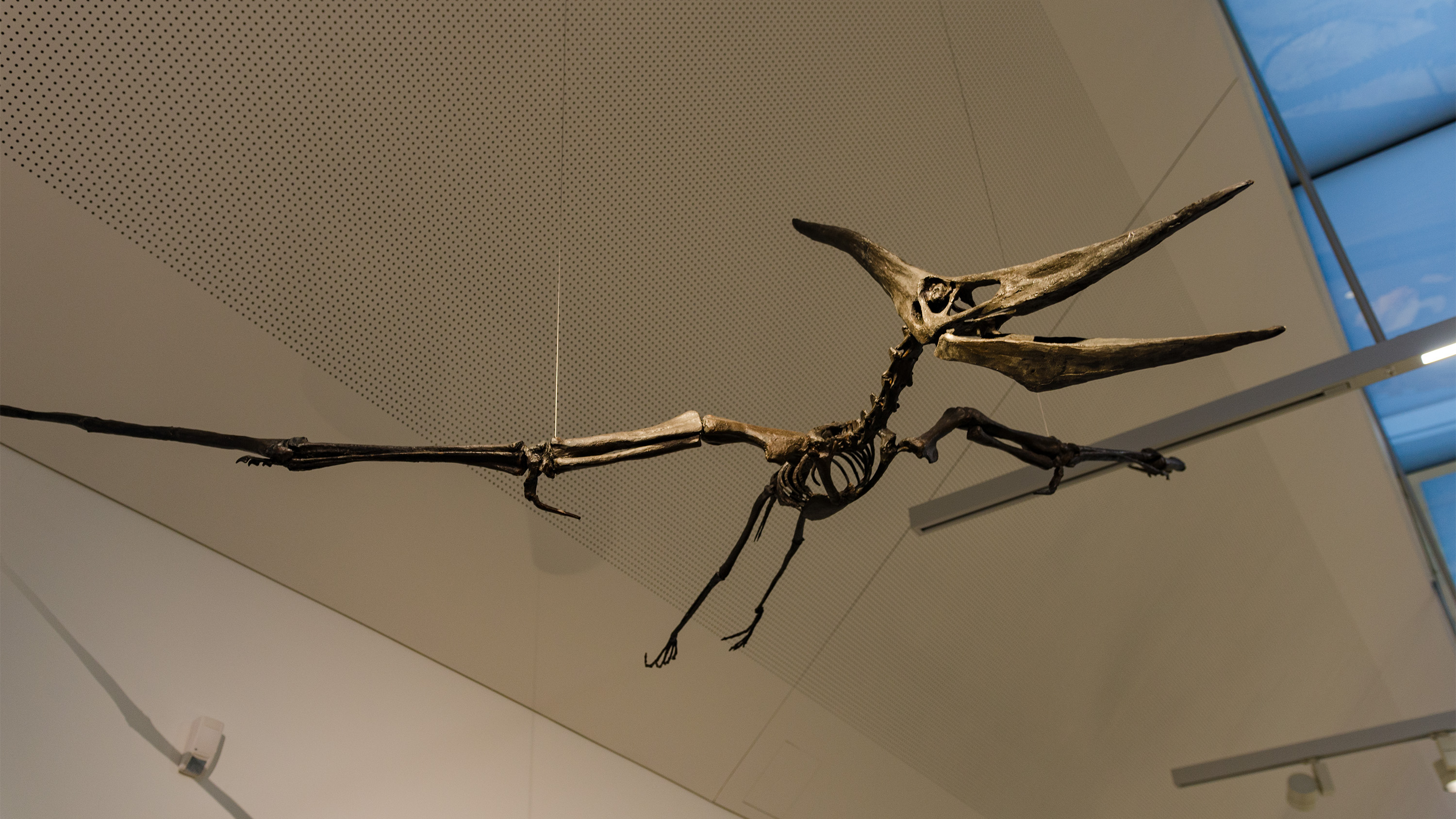 Pteranodonskelett im Naturkundemuseum St. Gallen