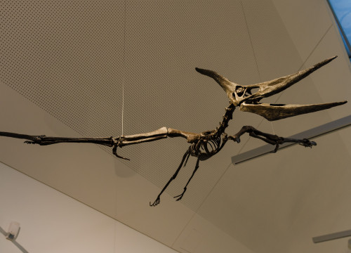 Pteranodonskelett im Naturkundemuseum St. Gallen