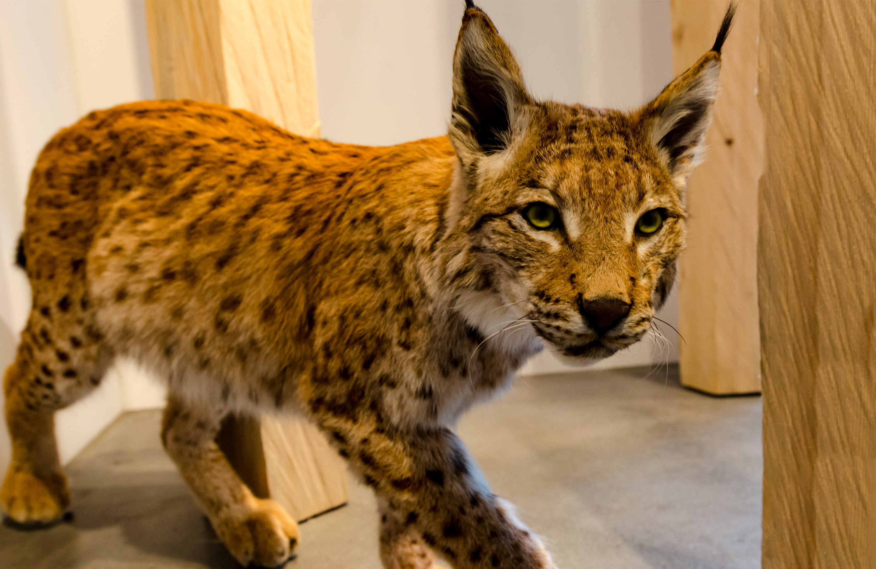 Ausgestopfter Luchs im Naturkundemuseum St. Gallen