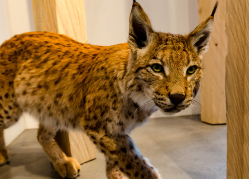 Ausgestopfter Luchs im Naturkundemuseum St. Gallen