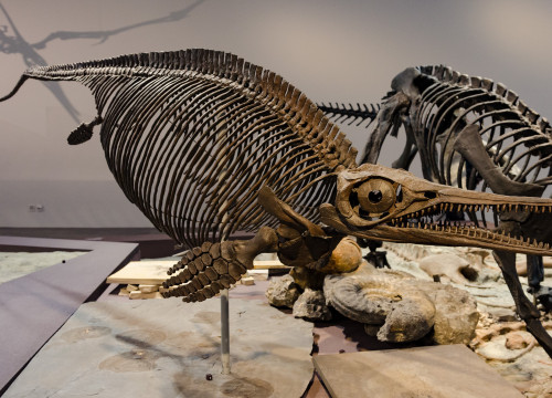 Ichtyosaurusskelett Im Naturkundemuseum St. Gallen