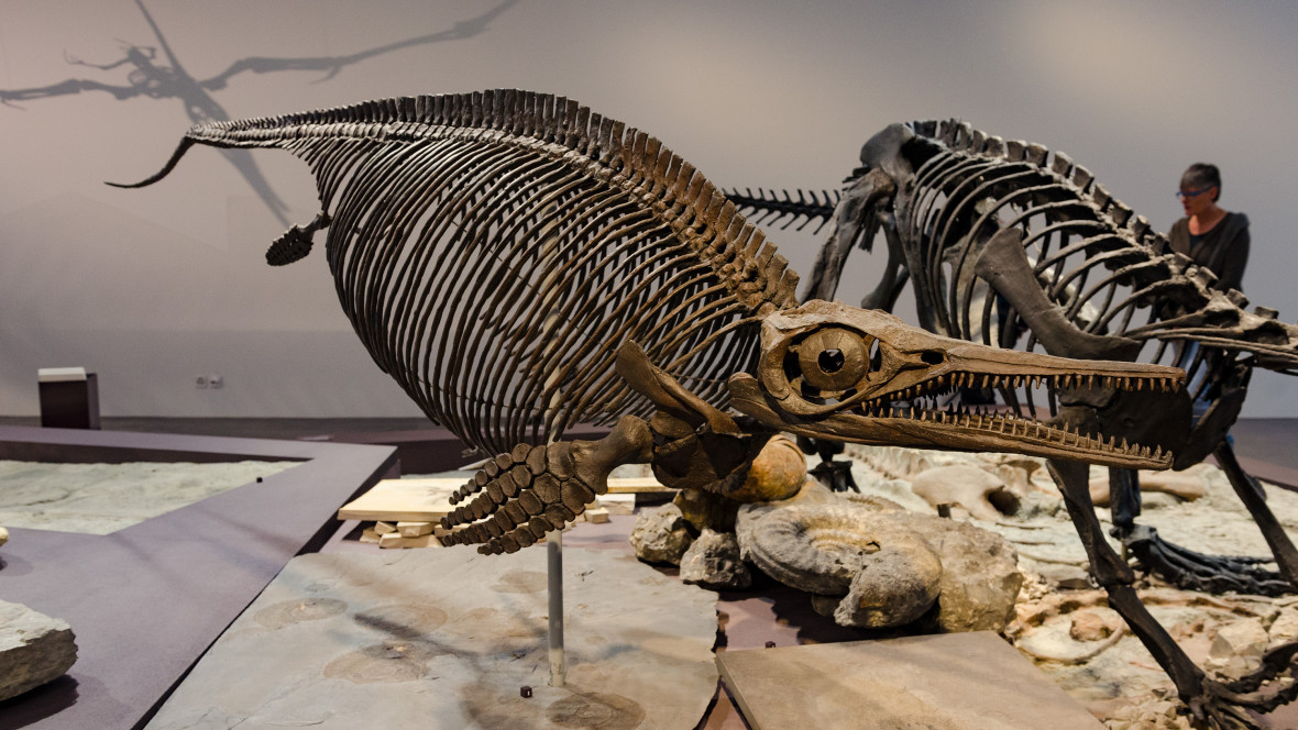 Ichtyosaurusskelett Im Naturkundemuseum St. Gallen