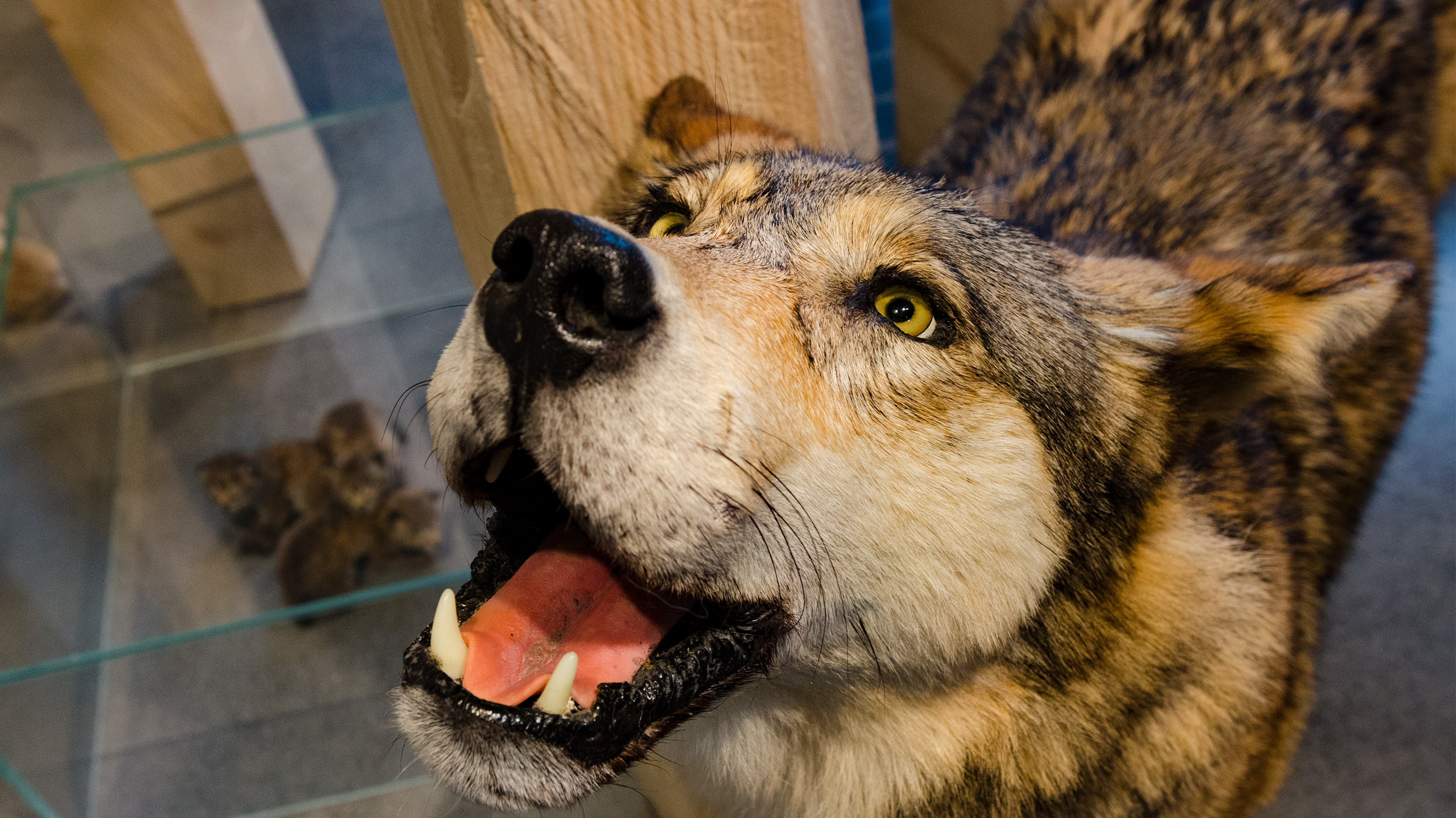 Ausgestopfter Wolf im Naturkundemuseum St. Gallen