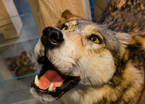 Ausgestopfter Wolf im Naturkundemuseum St. Gallen