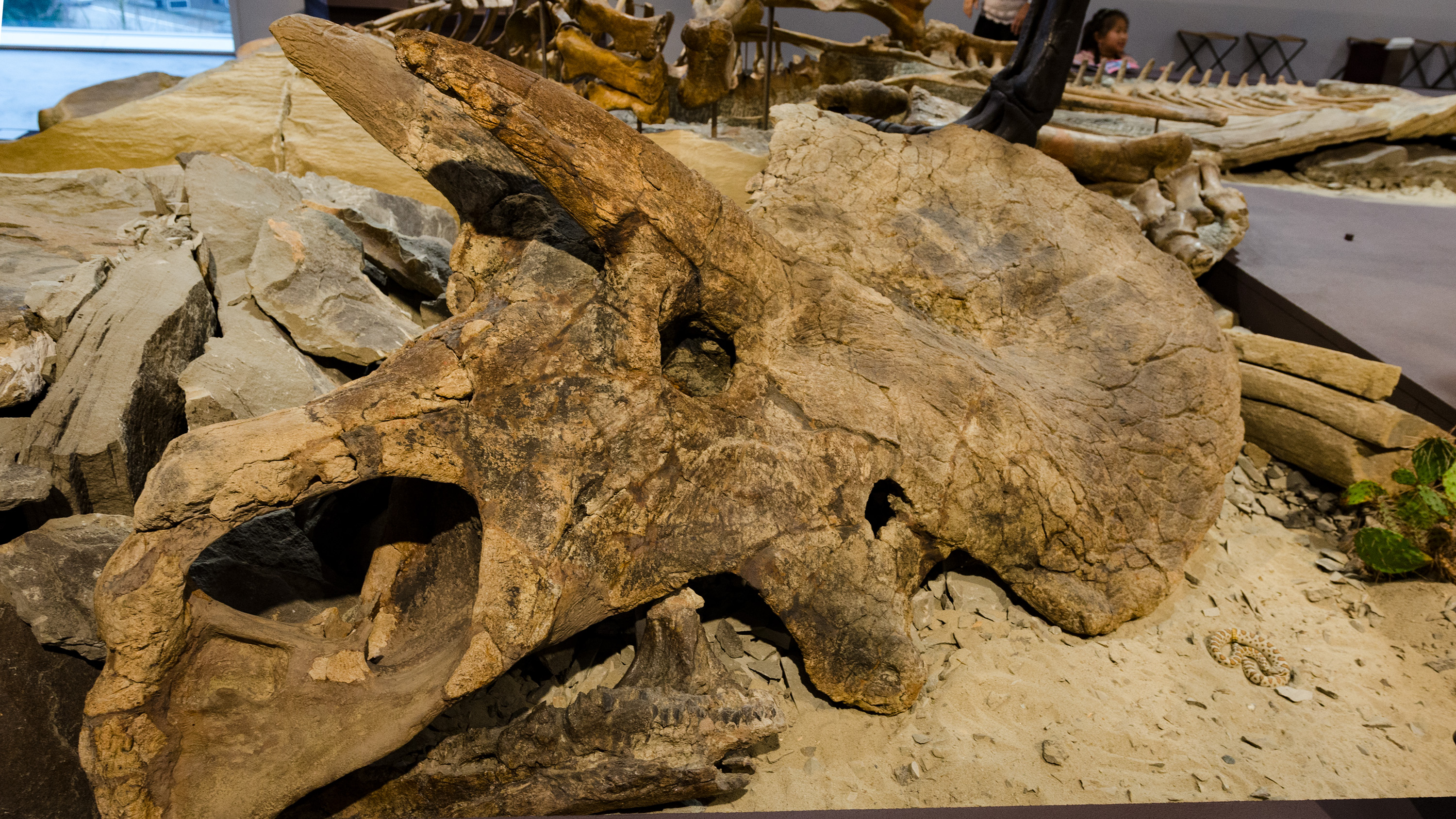 Schädelknochen eines Triceratops im Naturkundemuseum St. Gallen