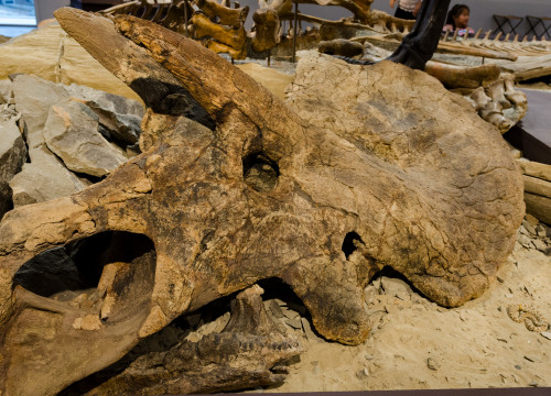 Schädelknochen eines Triceratops im Naturkundemuseum St. Gallen