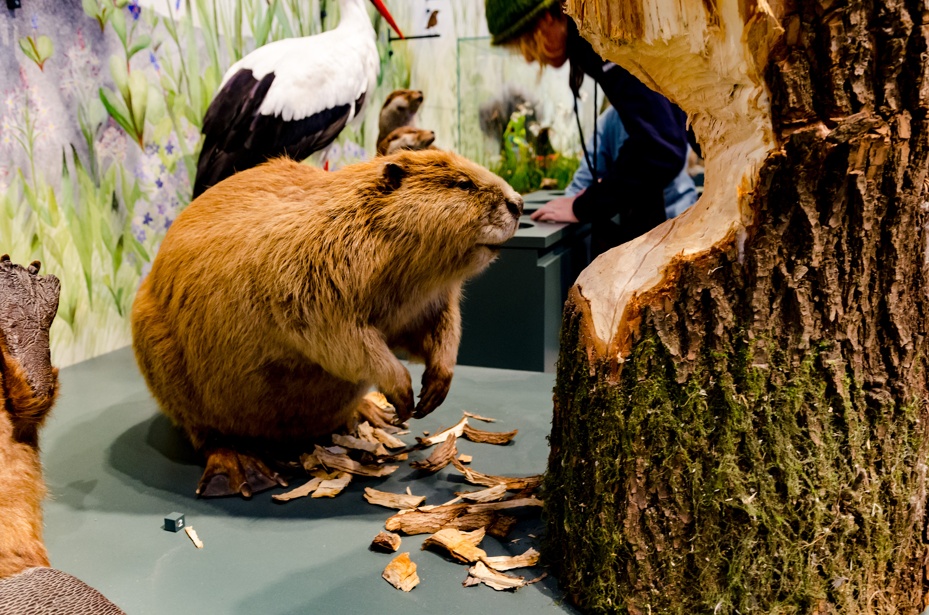 Ausgestopfter Biber Naturkundemuseum St. Gallen