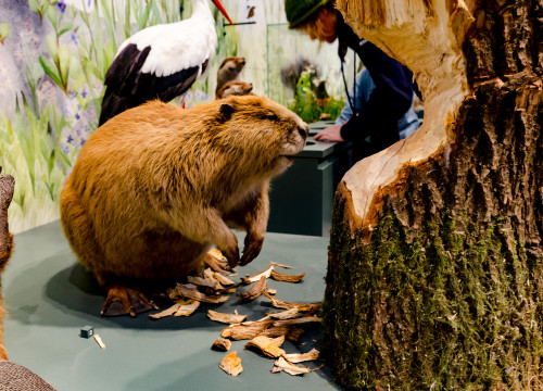 Ausgestopfter Biber Naturkundemuseum St. Gallen