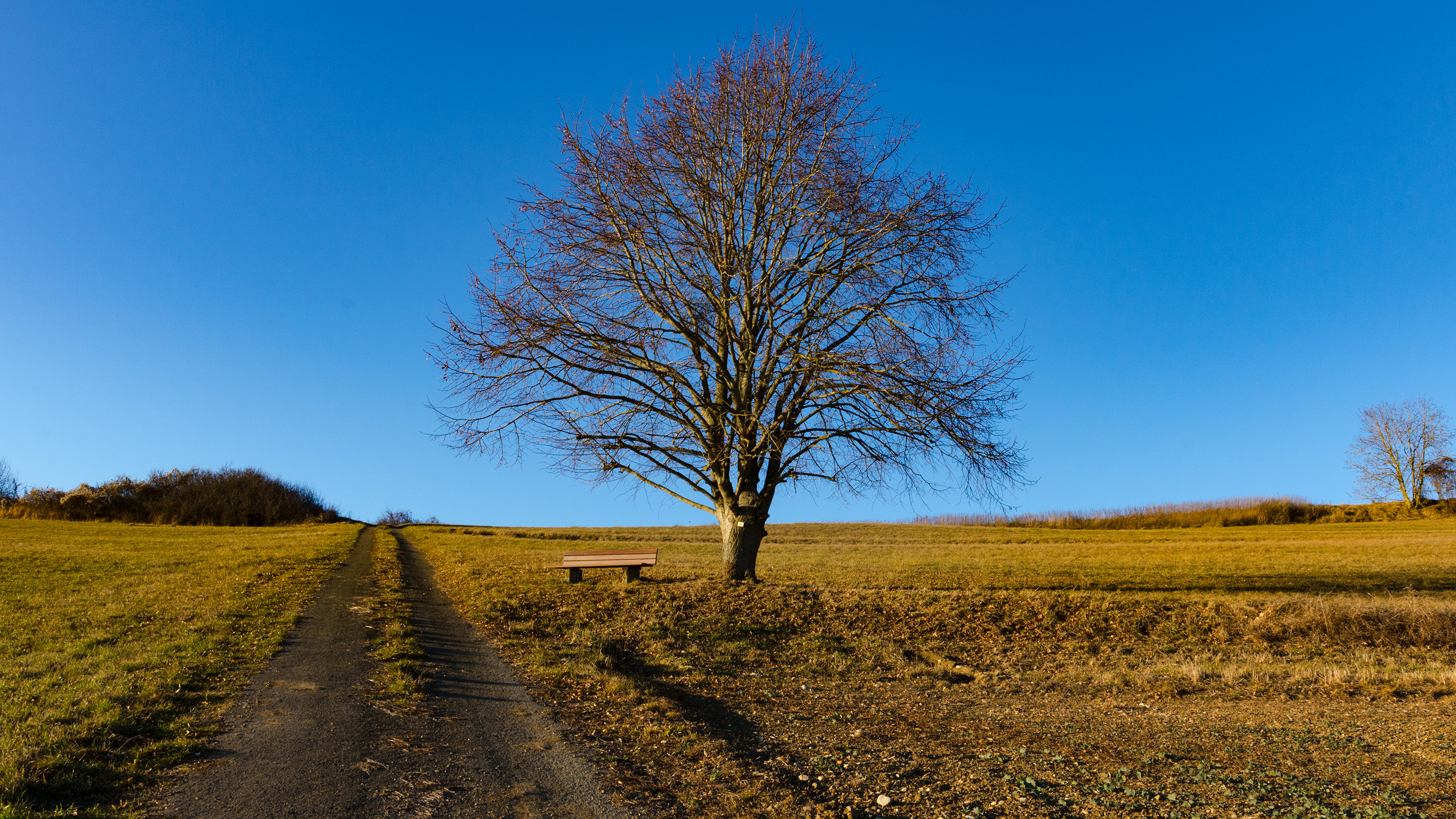 Baum in der Abendsonne