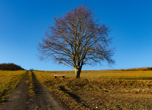 Baum in der Abendsonne