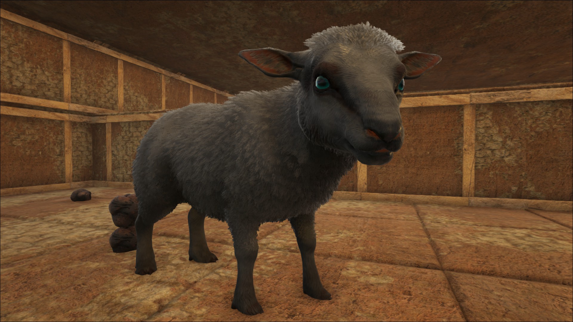 Ovis