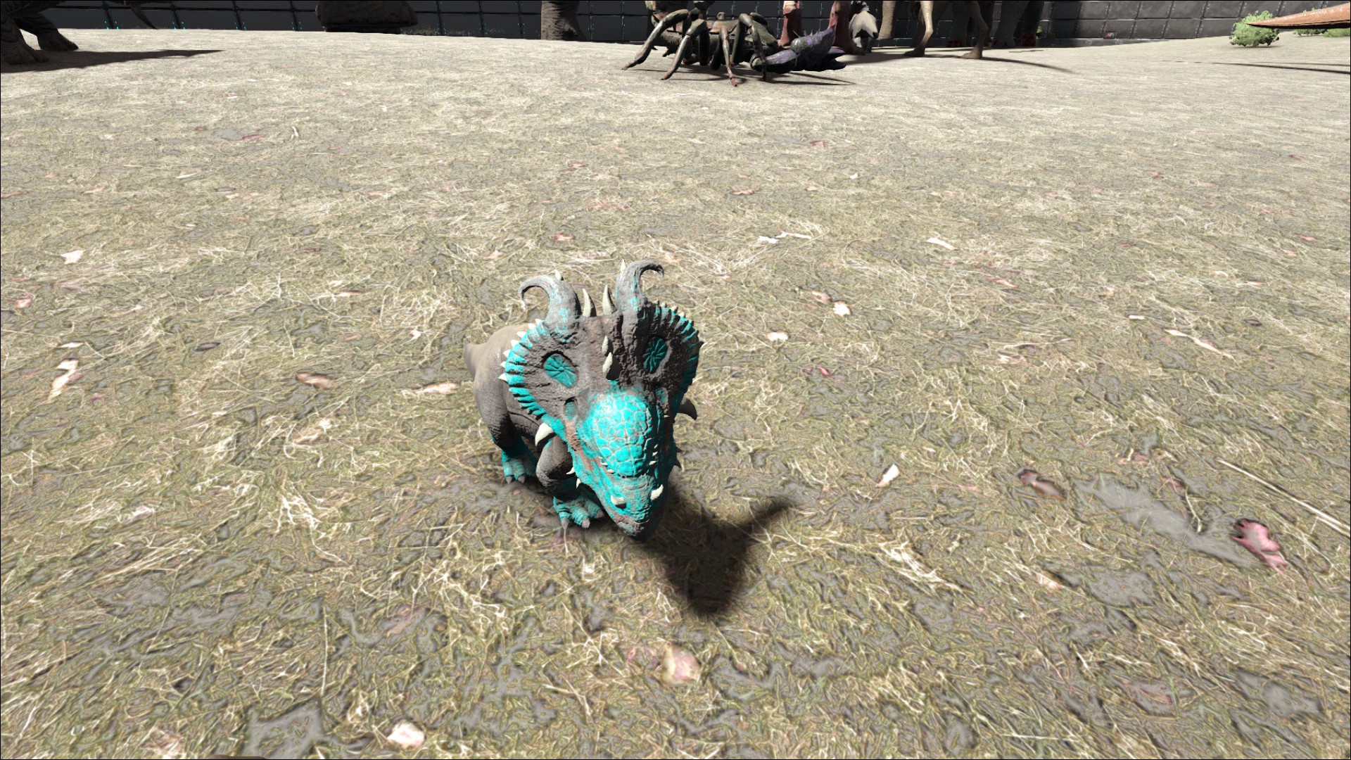 Blauer Pachyrhino