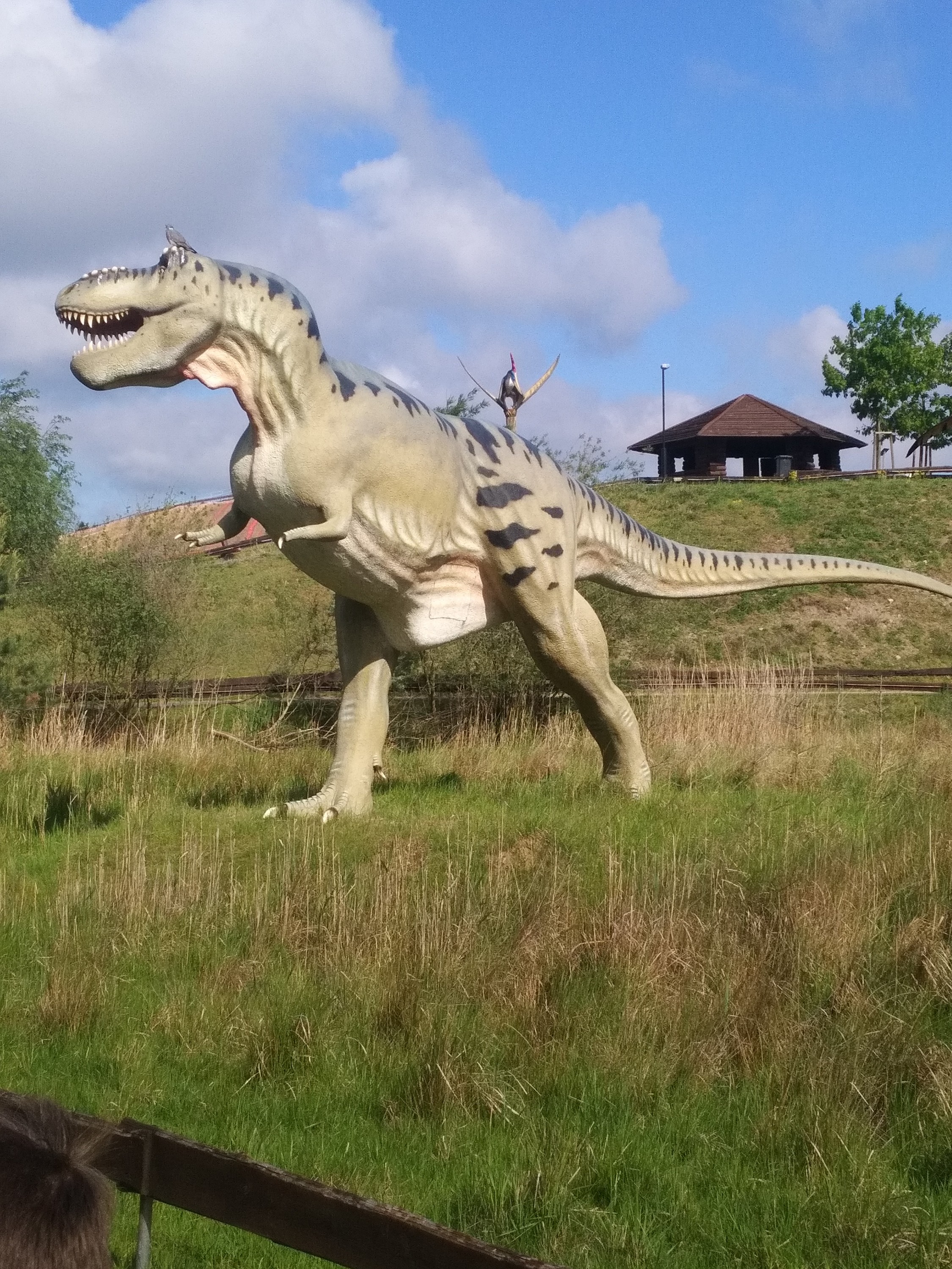 rex