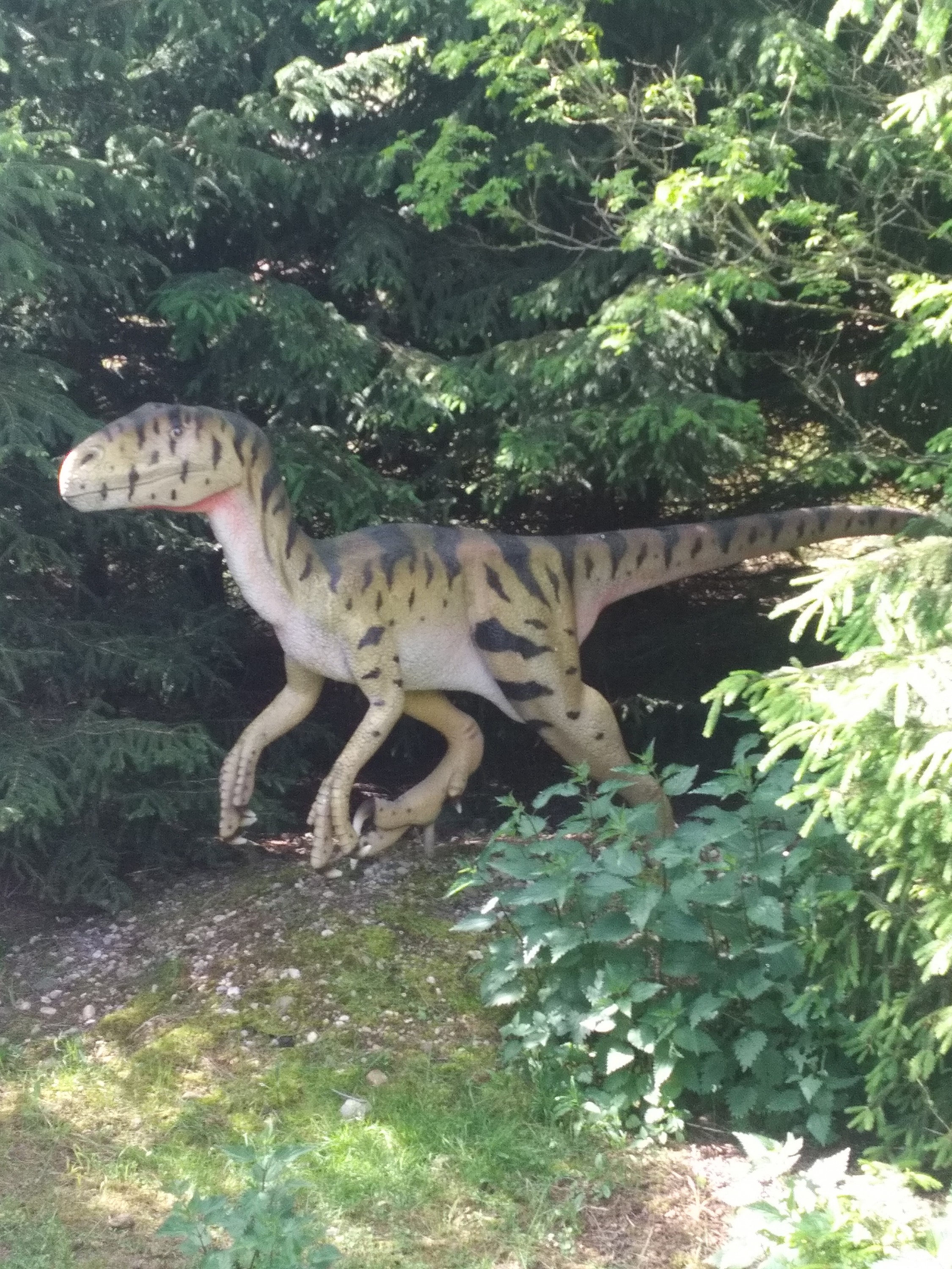 Raptor