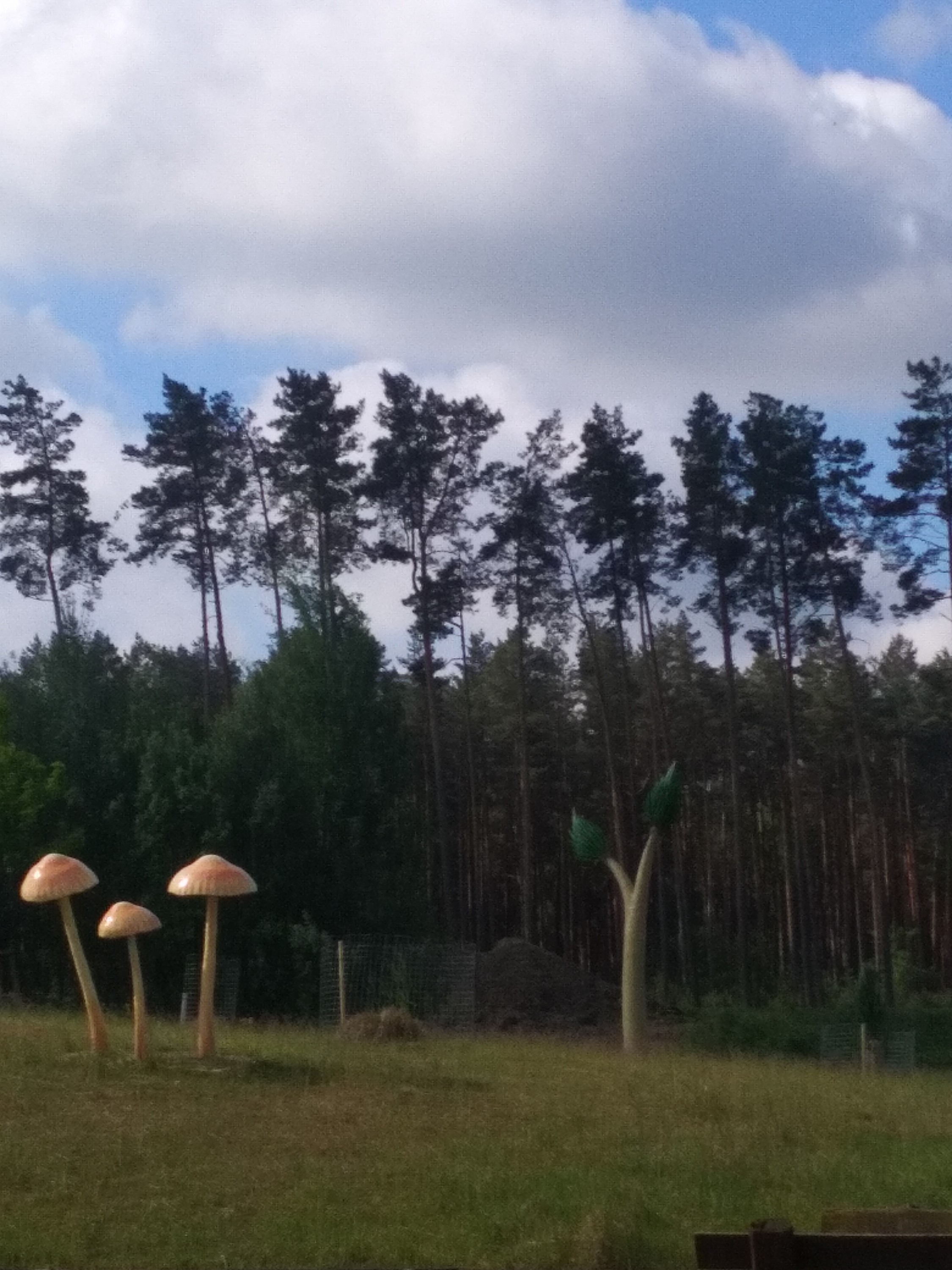 pilze
