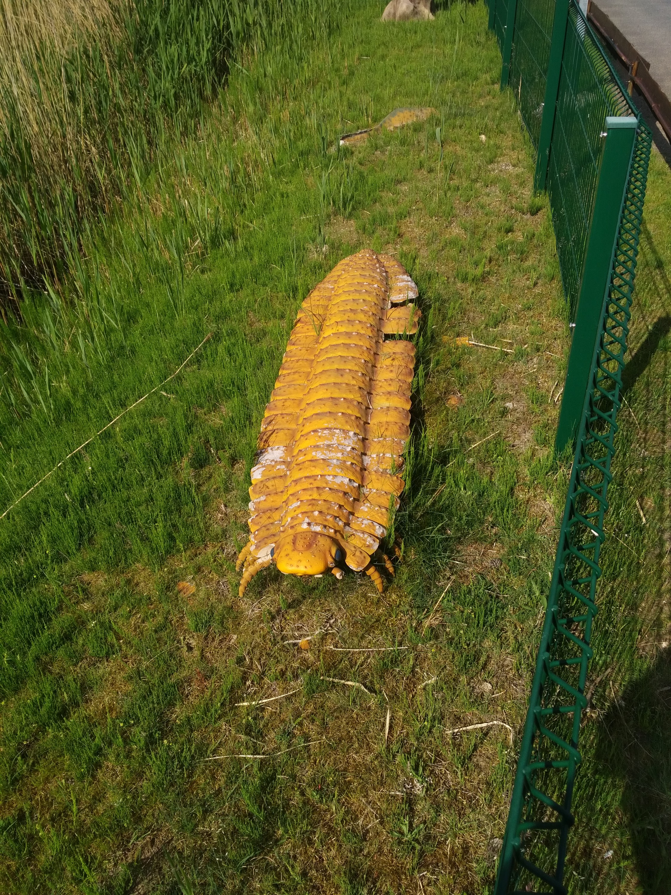 hundertfüßler