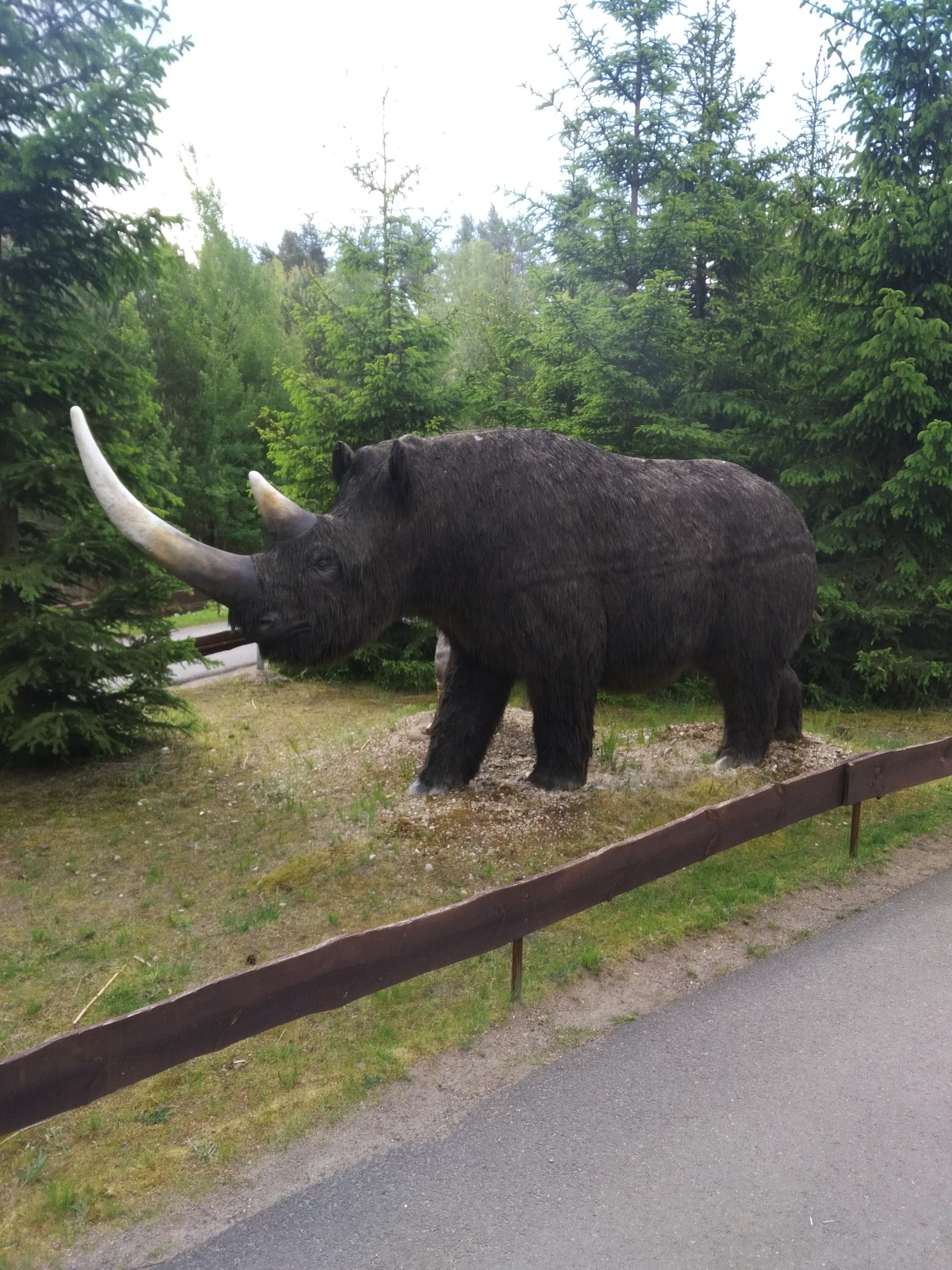 Woolly Rhino