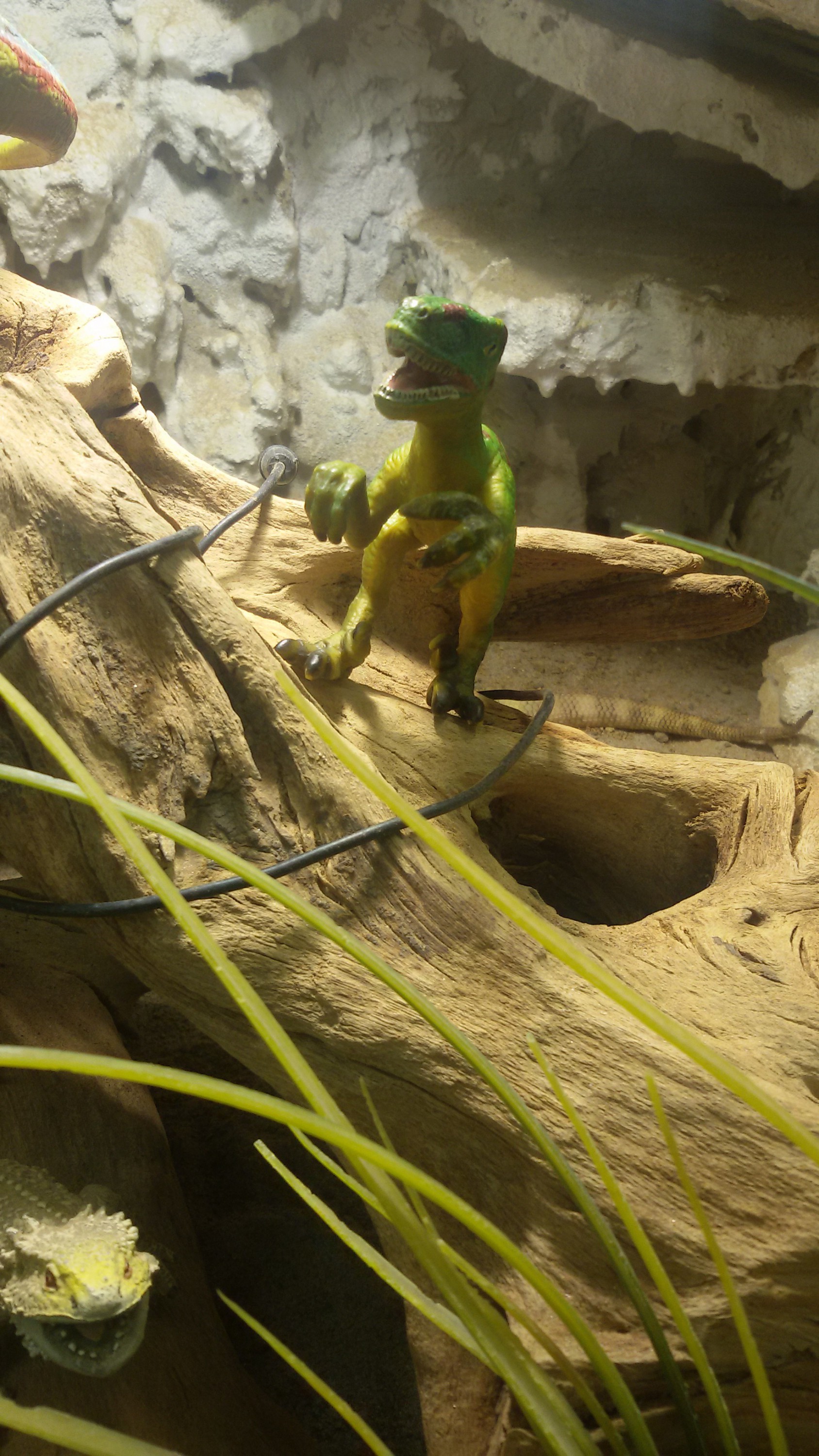 velociraptor sucht nach was essbaren