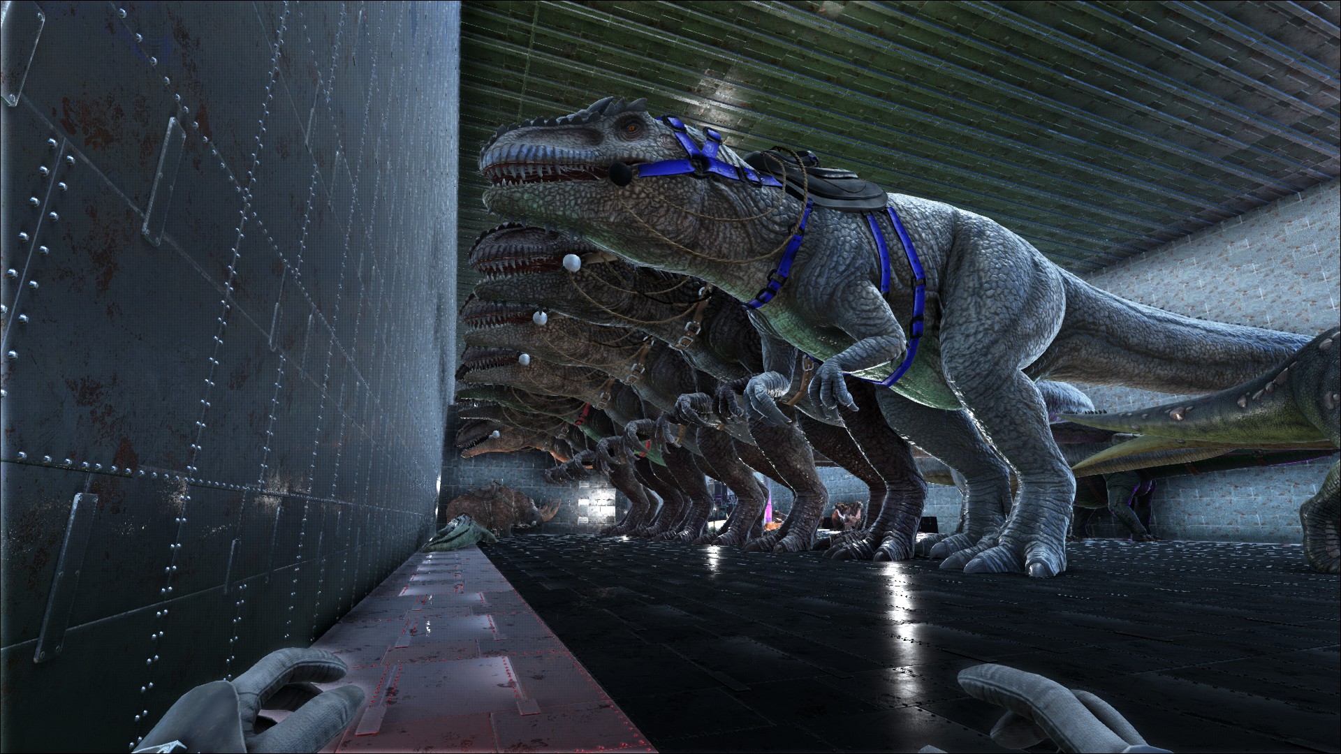 gigas