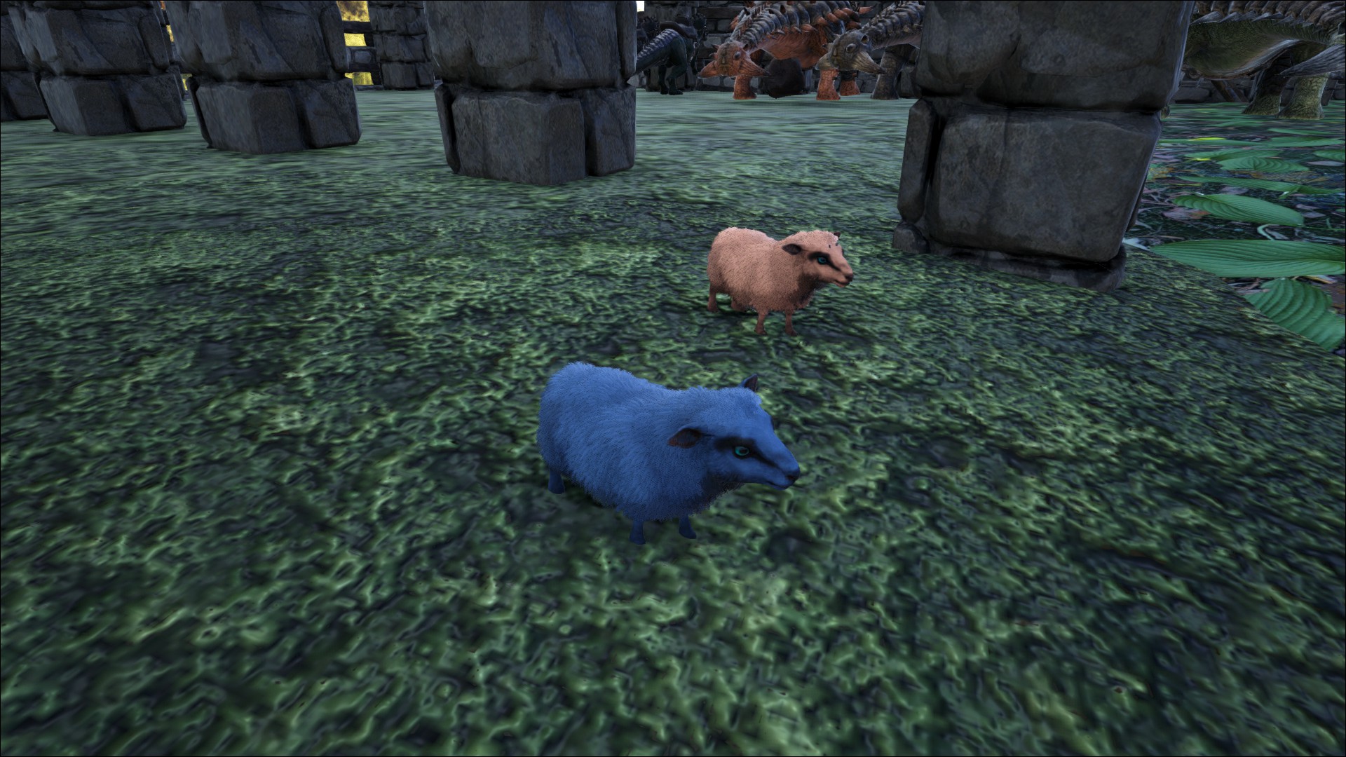 kleine Blaubeere