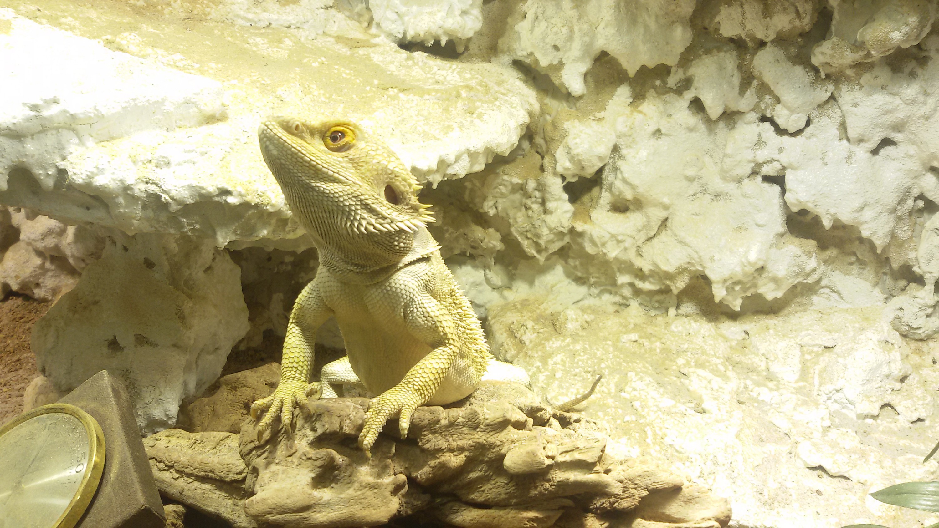 Mein lebendiger Dinosaurier Eragon