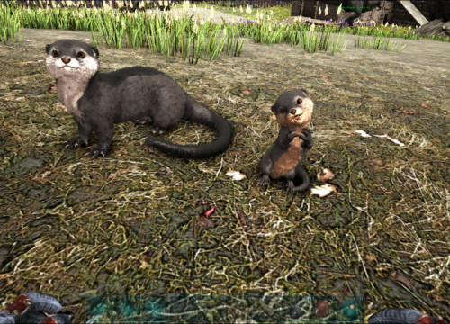 Baby Otter beim Futtern <3