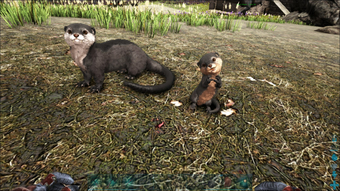 Baby Otter beim Futtern <3