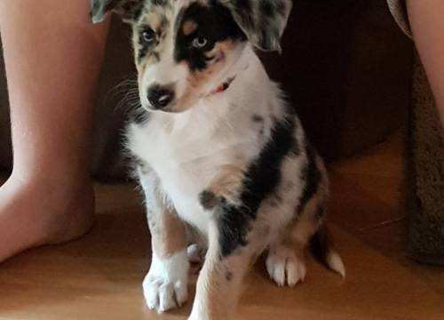 Unser neues Familienmitglied "Laika"