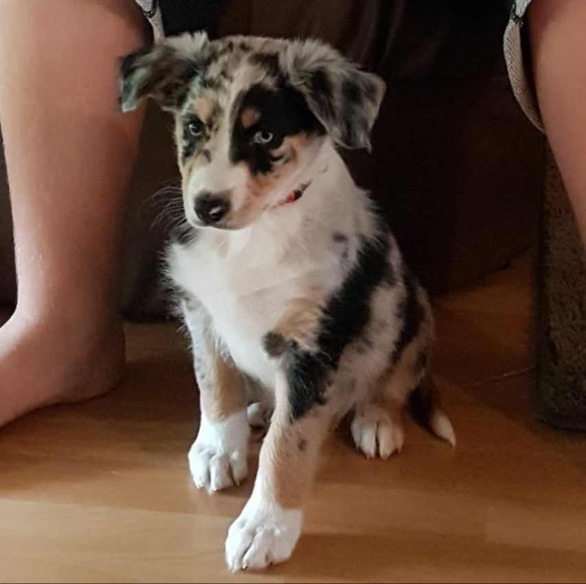 Unser neues Familienmitglied "Laika"
