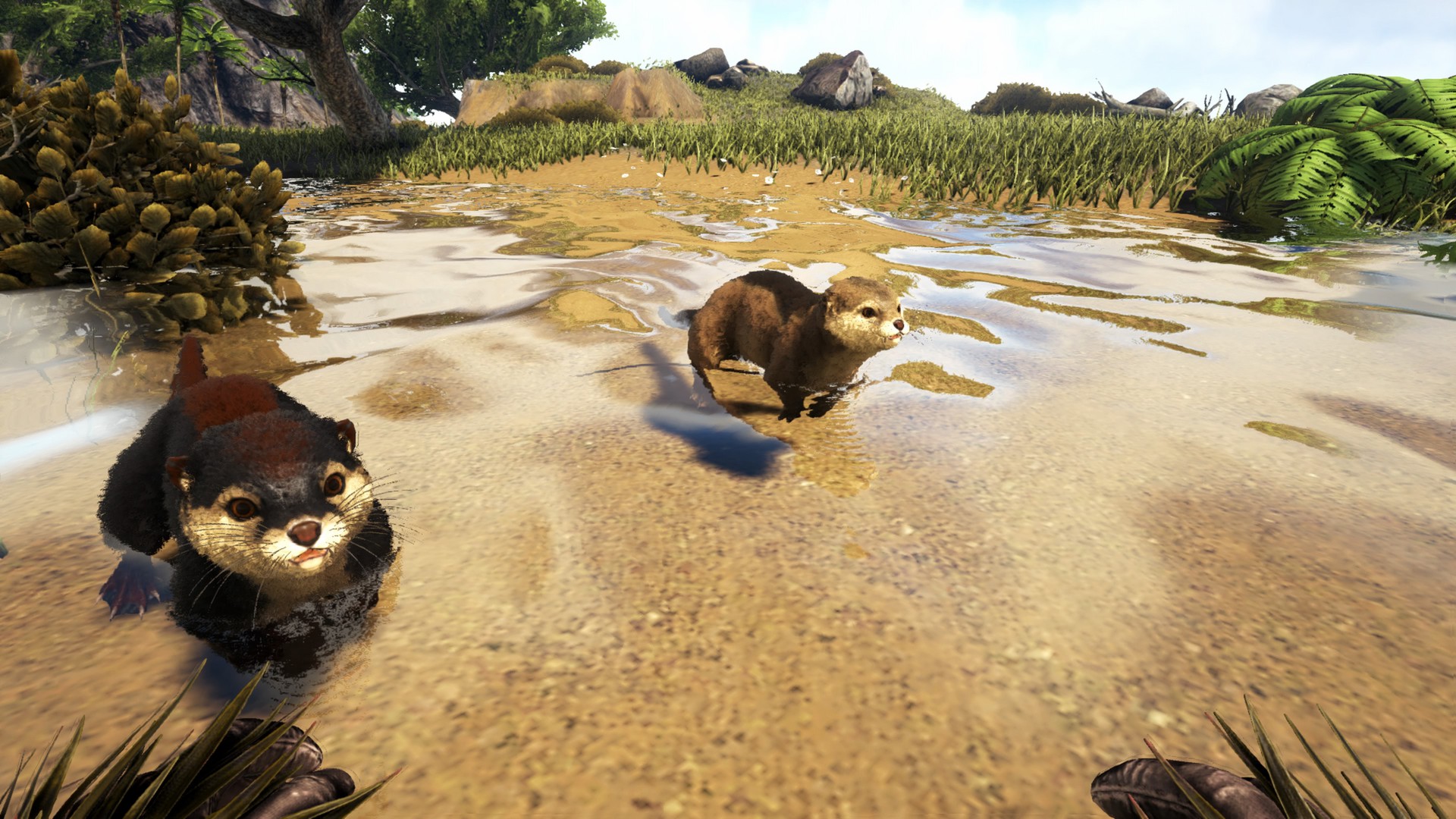 Otter Time!