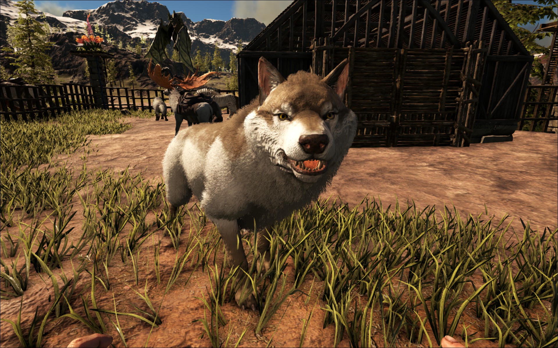 Er wollte lieber ein Husky sein