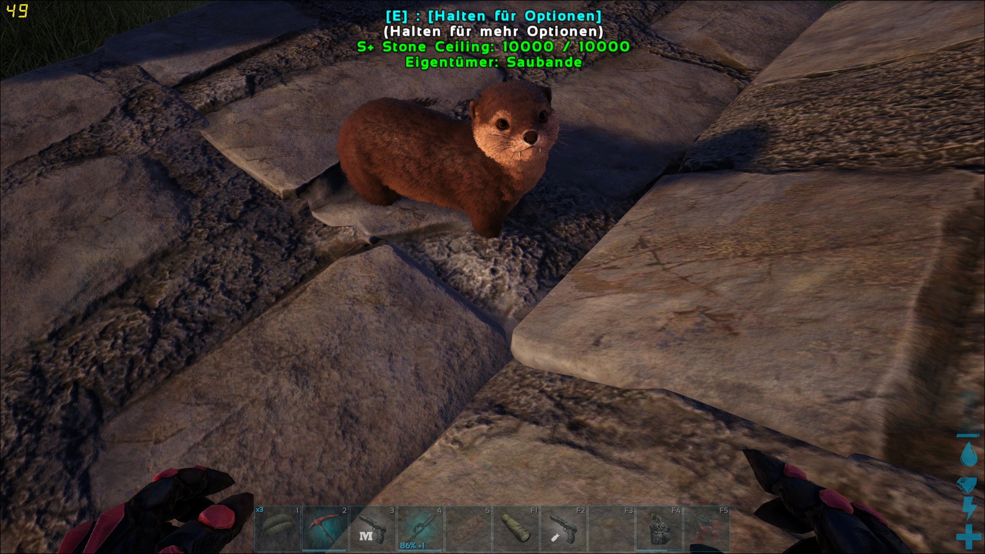 Otter