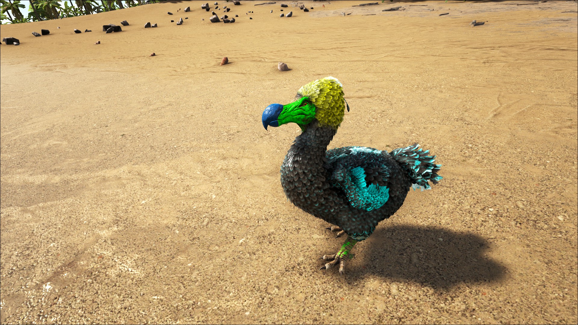 Oster Dodo