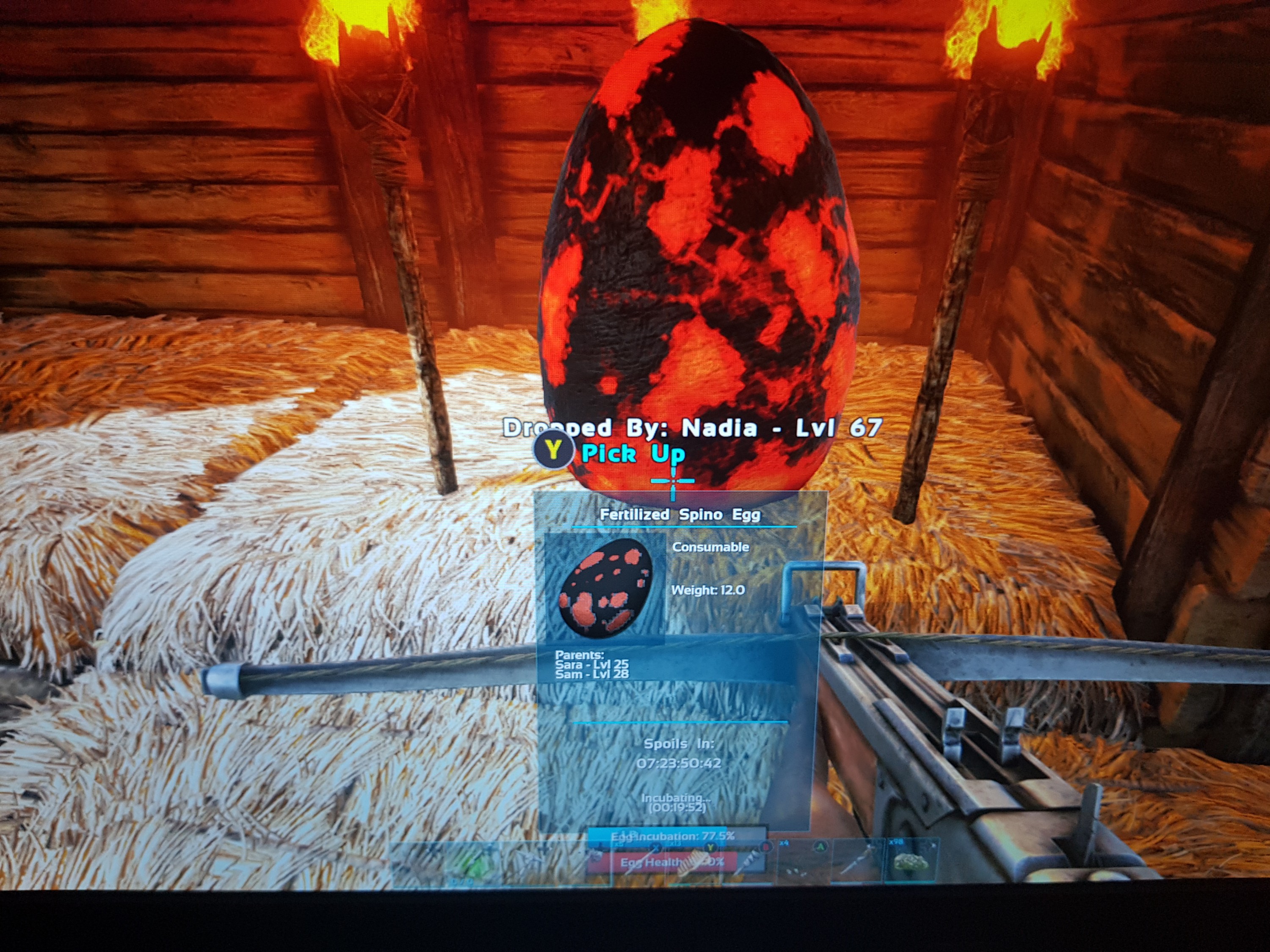 Spino Baby ?