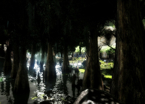 Licht und Schatten im Sumpf