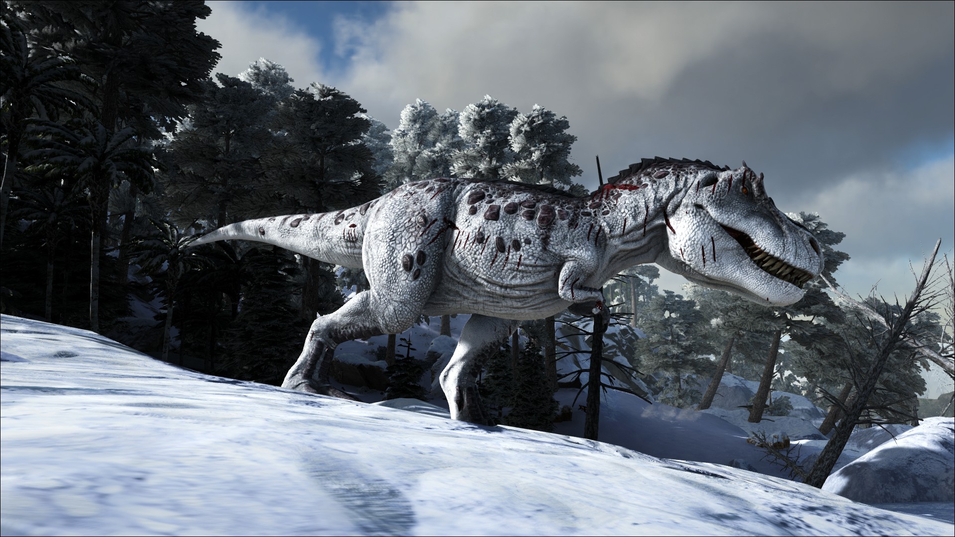 Rex im Schneegebiet