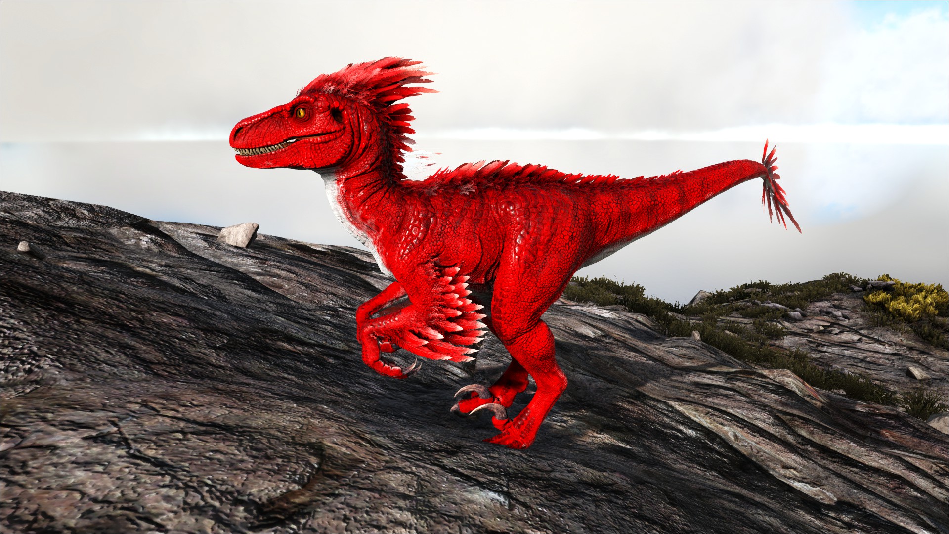 Roter Raptor