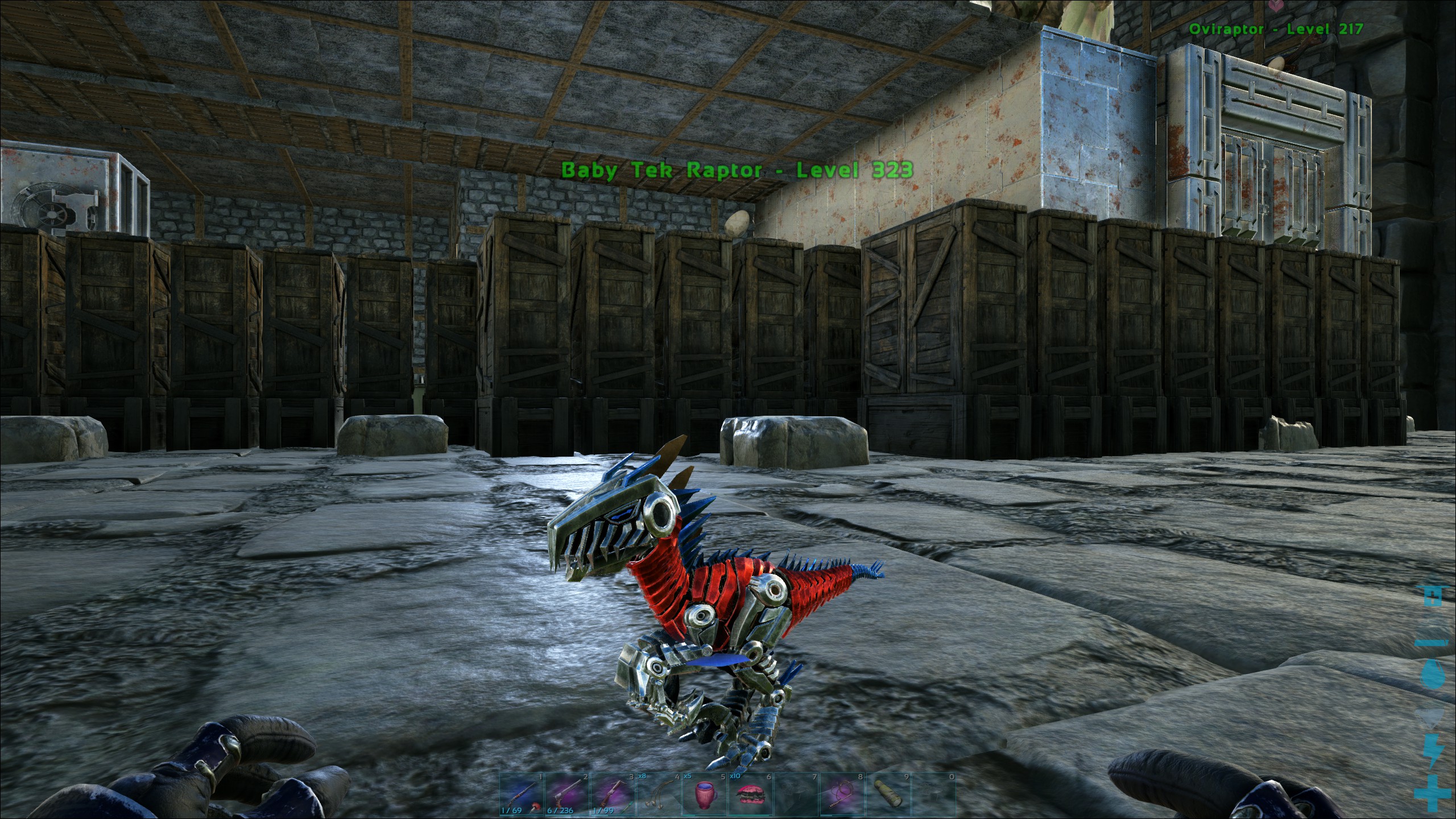 Tek Raptor Zuchtziel erreicht