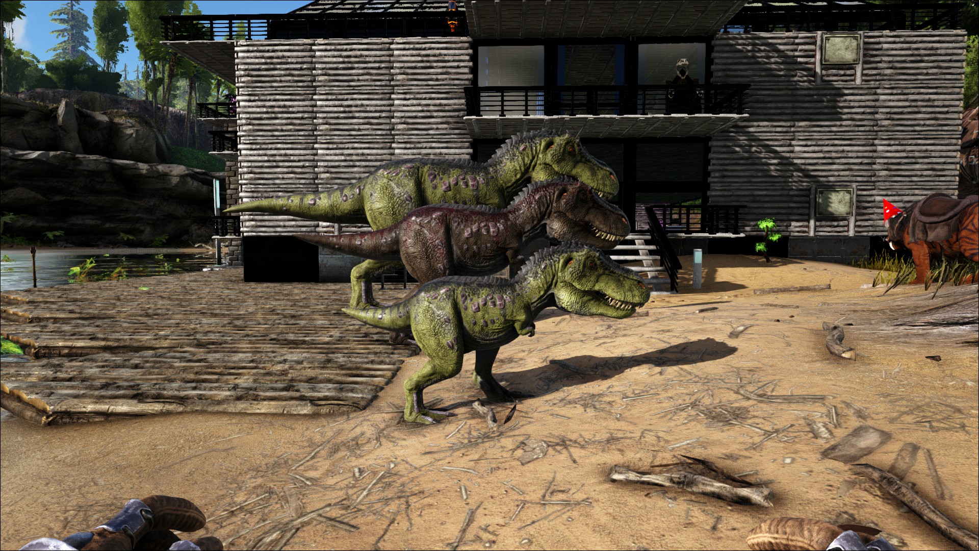 Meine Rex-Züchtungen
