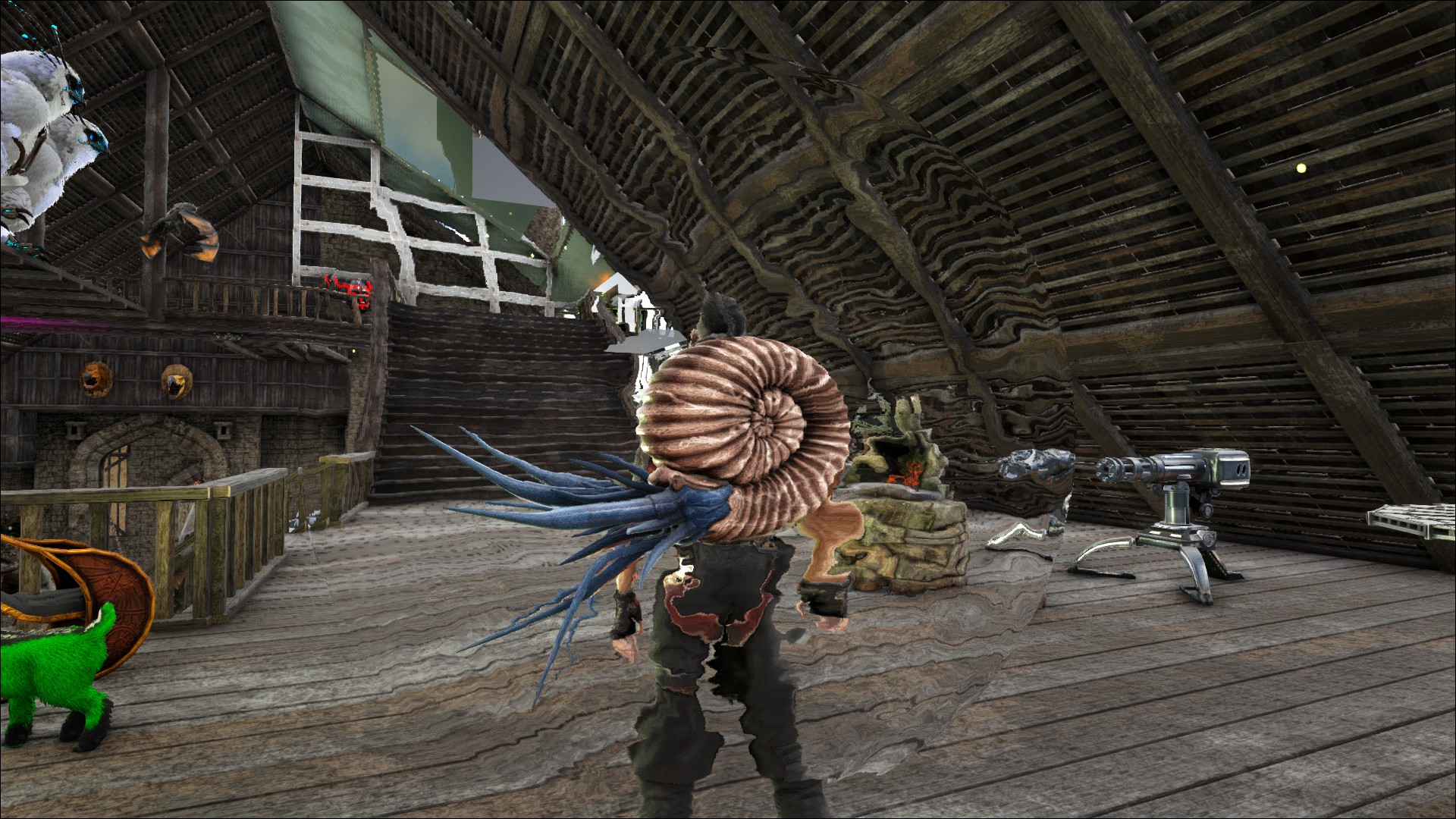 Chibi Ammonite