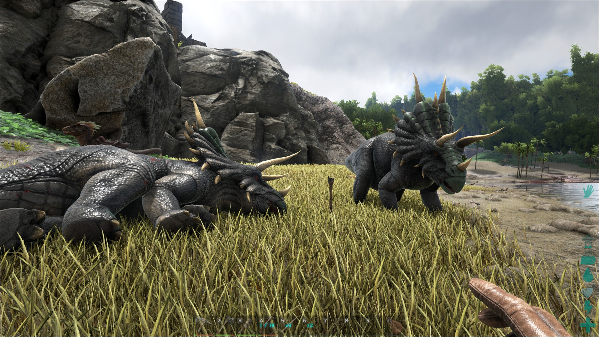 Triceratops