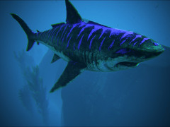 Blauer Hai