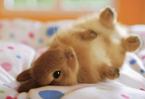 sweet-bunny.jpg